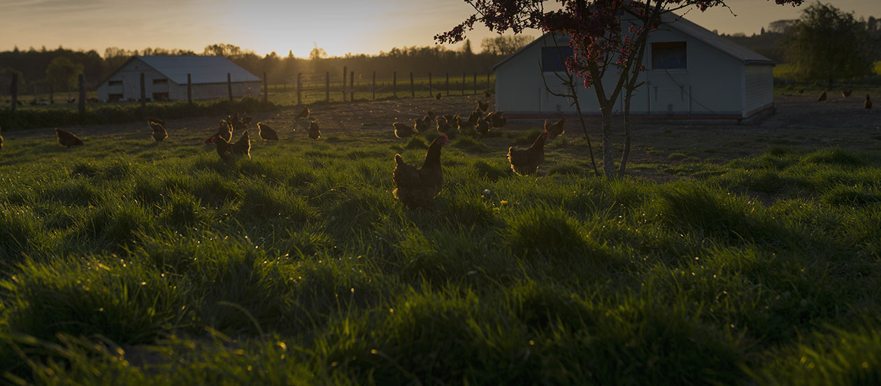 Découvrez l'histoire de la ferme de ma grand-mère