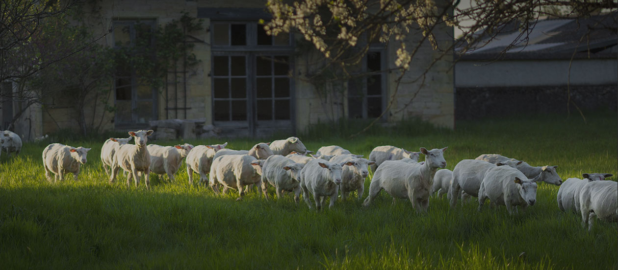 Vente directe de produits fermiers